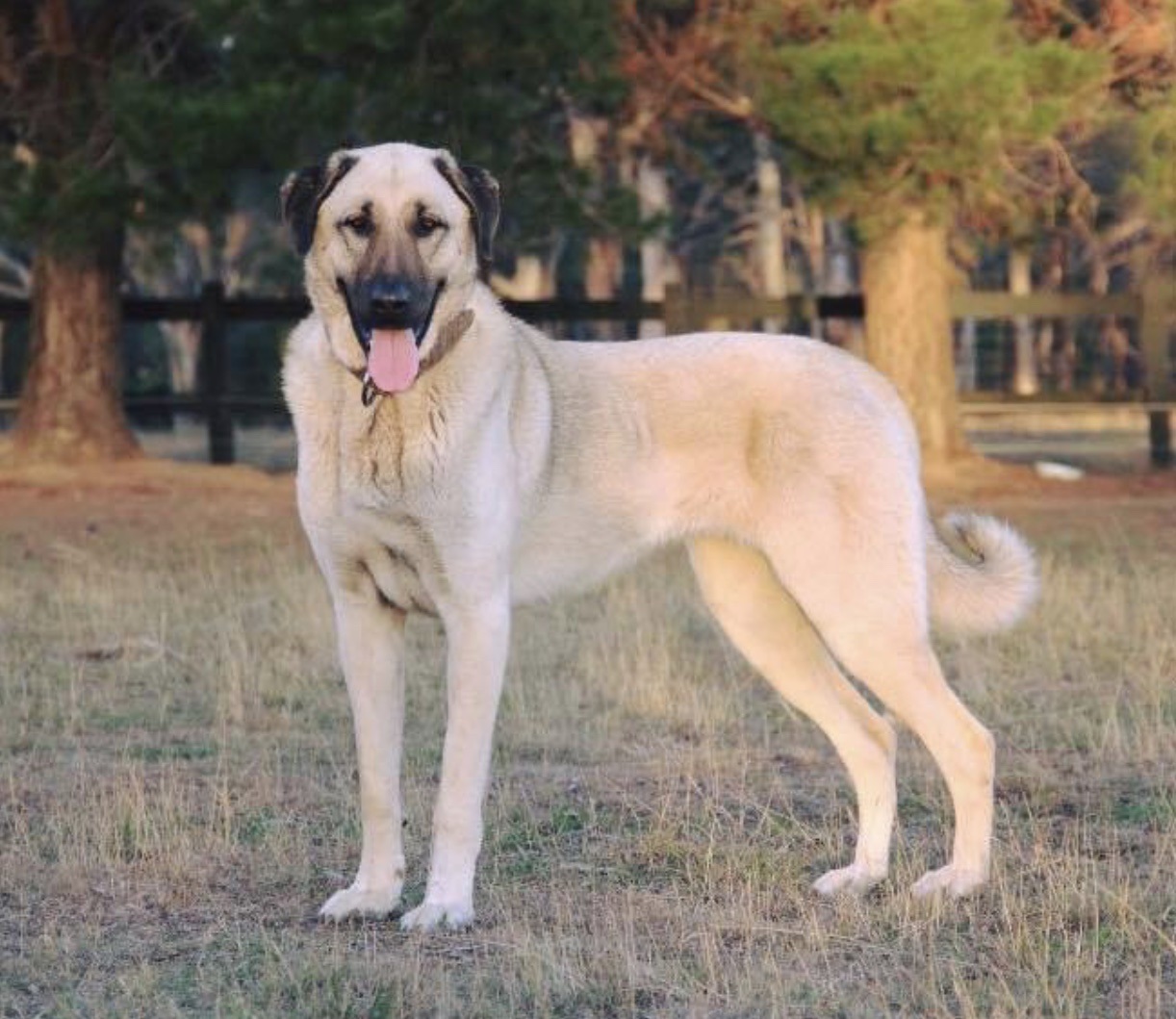 The Kangal Dog: Unveiling the Turkish Shepherd's Guardian Spirit